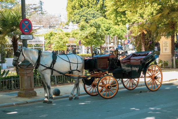 istock White horse with a carriage on the road 1459285358
