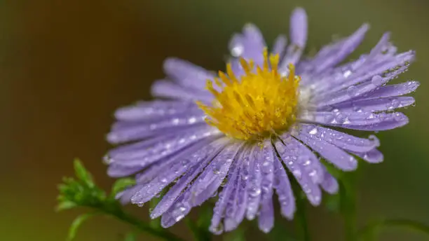 Aster flowers in the garden summer time