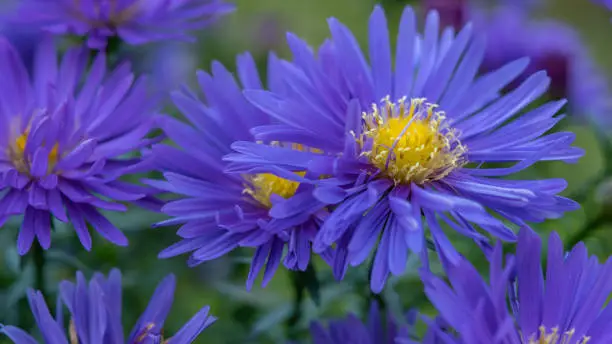 Aster flowers in the garden summer time