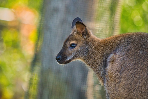 A close-up shot of a kangaroo in a blur