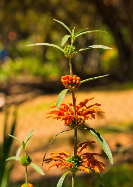 istock Selective focus shot of leonotis leonurus in the garden 1459285702