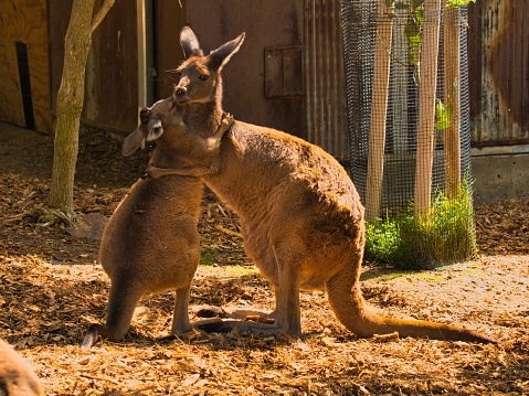A vertical shot of adorable kangaroos hugging each other
