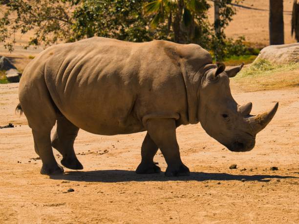 istock Rhinoceros at the zoo under the sunlight 1459285778