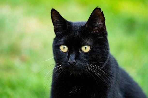 istock Closeup of a black cat on a blurred background 1459285981