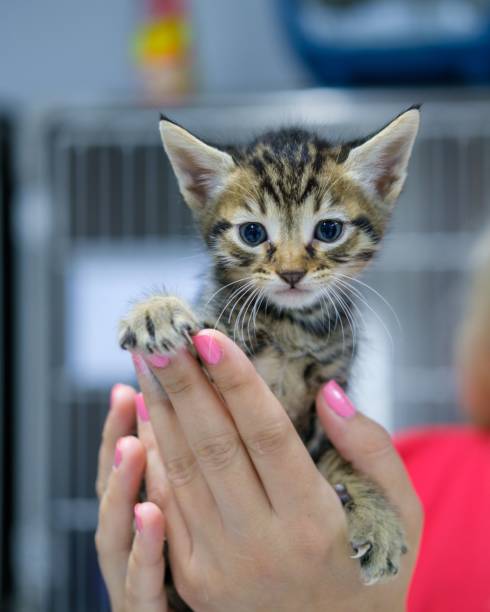 istock Selective of a baby kitten in female hands 1459285995