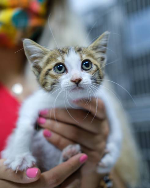 istock Selective of a baby kitten in female hands 1459285996