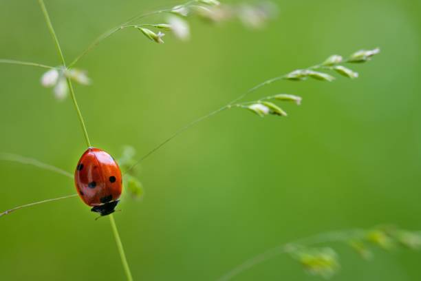 istock Closeup shot of a ladybug on the blurry background 1459286008