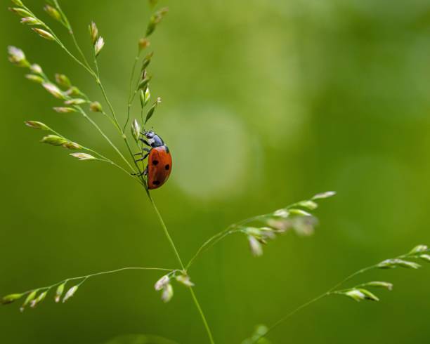 istock Closeup shot of a ladybug on the blurry background 1459286019