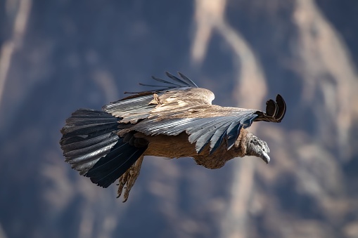 A shallow focus shot of an Andean condor flying with blurred background