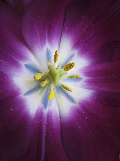 istock purple tulip close-up 145928740