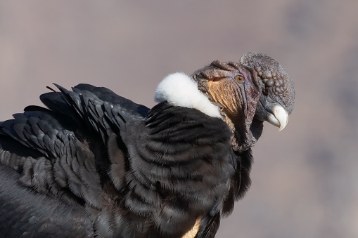 A portrait of an Andean condor with blur background