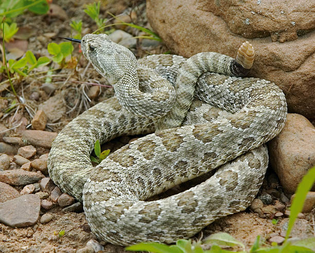 istock Snake-Prairie rattlesnake 145928755