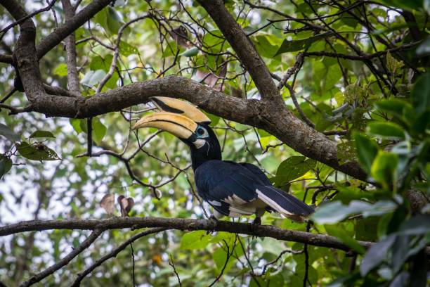 istock Tropical black hornbill bird perched on a branch 1459287623
