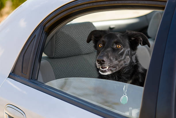 istock Dog in Car - Hot Seat 145928767