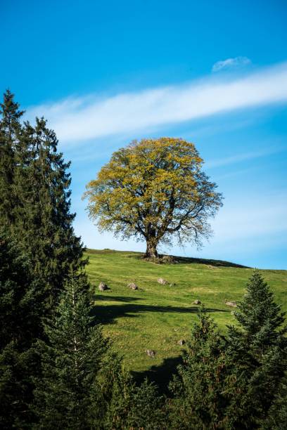 istock Field with growing trees on a sunny day 1459288047
