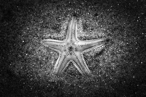 A grayscale view of a starfish on a coast