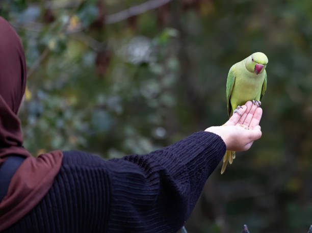 istock Shallow focus of a green Newton's parakeet parrot 1459288298