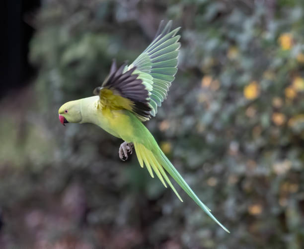 istock Shallow focus of a green Newton's parakeet parrot 1459288304