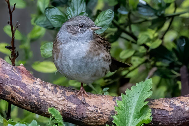 istock Shallow focus of a Dunnock bird 1459288324