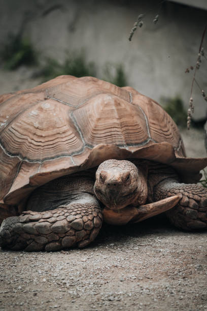 istock Vertical shot of a big brown Turtle 1459288526
