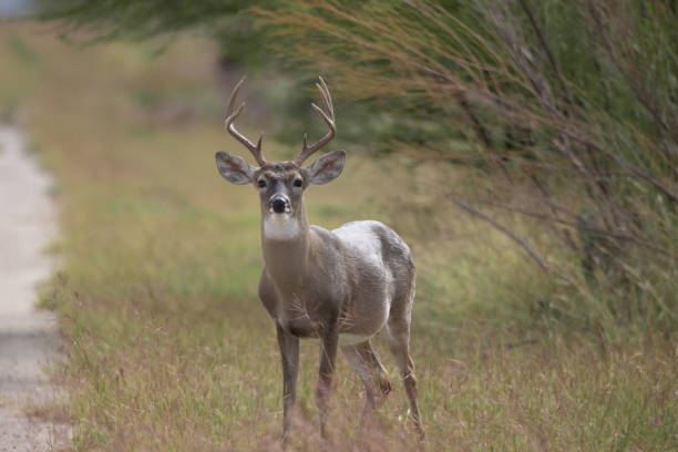 istock Closeup of a white-tailed deer buck 1459288553