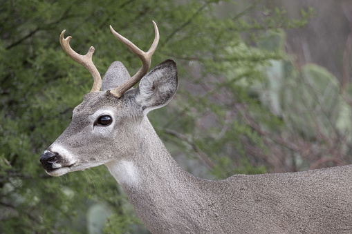 A closeup of a white-tailed deer buck