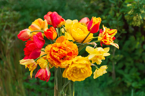 Весенний букет из желтых, оранжевых и  красных тюльпанов и нарциссов на зеленом естественном фоне