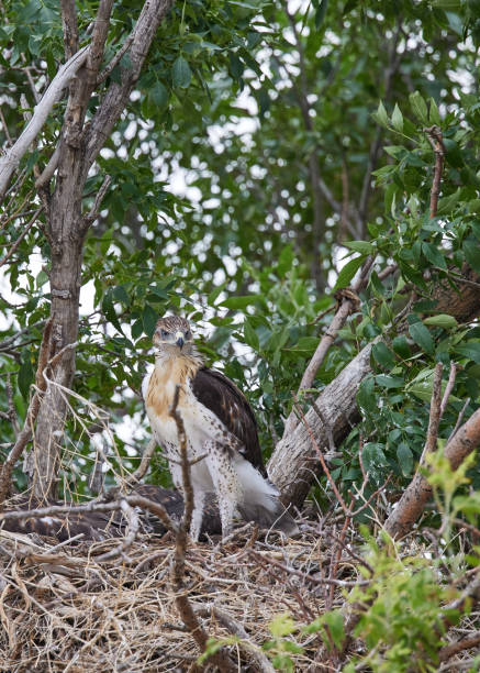 istock Vertical shot of a Juvenile Ferruginous hawk on a nest, Alberta, Canada 1459289472