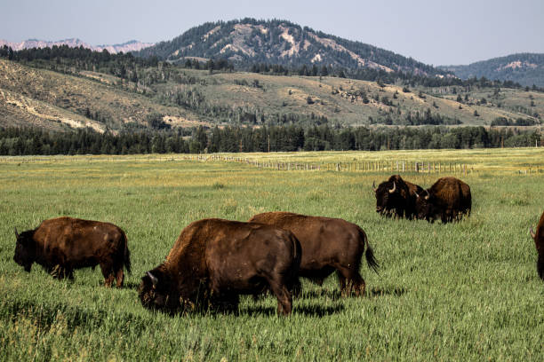 istock Group of brown bisons on a meadow near a mountainside 1459289503