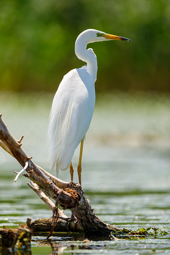 A great white egret in the swamps of the Danube Delta