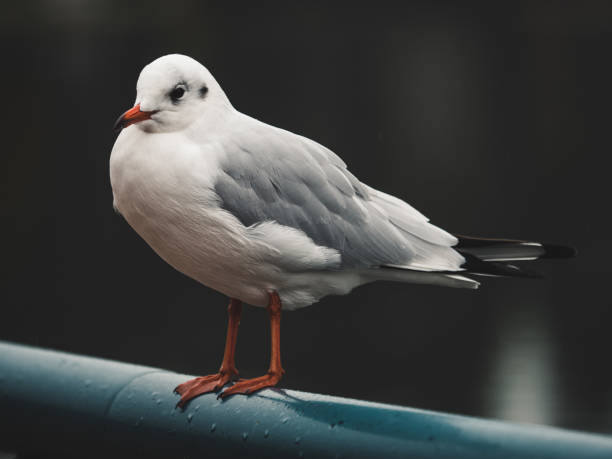 istock Closeup shot of a seagull 1459289882