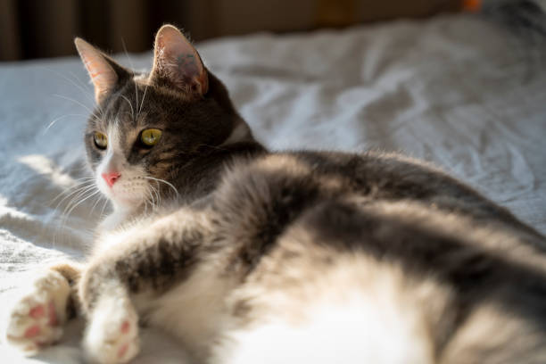 istock Cute gray cat lying on the bed under the sun 1459289950