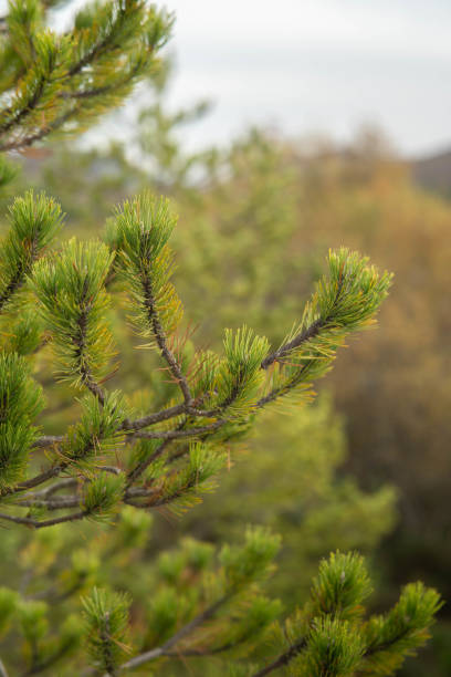 istock Vertical shot of fir tree branches in a forest 1459289986