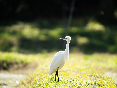 Egret isolated on white background