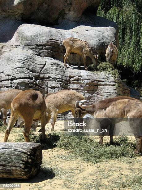 Mountain Goats Stock Photo - Download Image Now - Animal, Animal Hair, Animal Themes