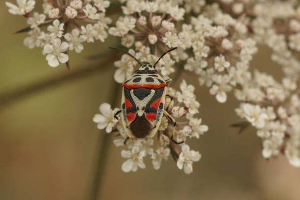 istock Closeup of a colorful red cabbage shieldbug , Eurydema ornata 1459290938