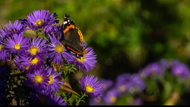 Butterfly on aster flowers in garden summer time