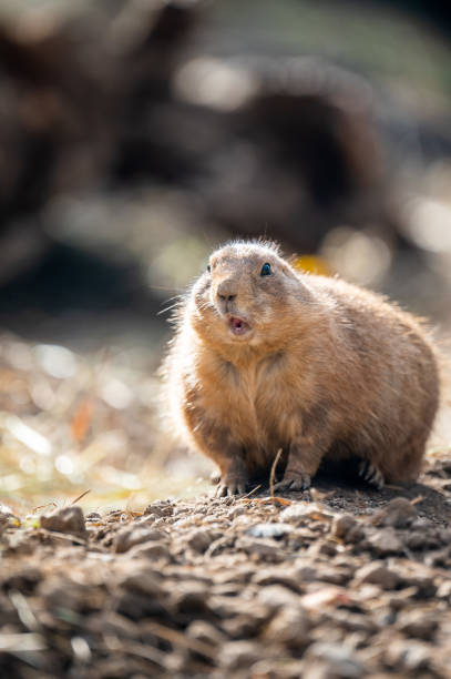 istock Vertical shot of a cute prairie dog outdoors on a blurred background 1459291679
