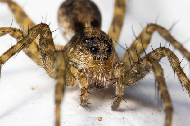 istock Macro shot of a South Russian tarantula on a white surface 1459291720