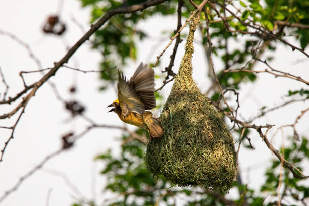 istock Rice bird gold with green in nature background. 1459291880