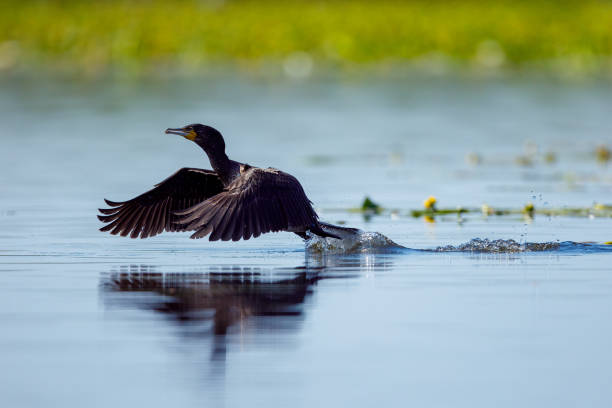 Great black cormorants in the Danube Delta of Romania stock photo
