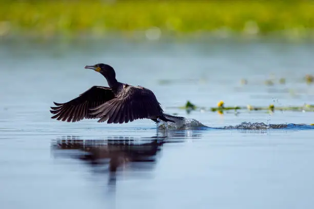 Photo of Great black cormorants in the Danube Delta of Romania