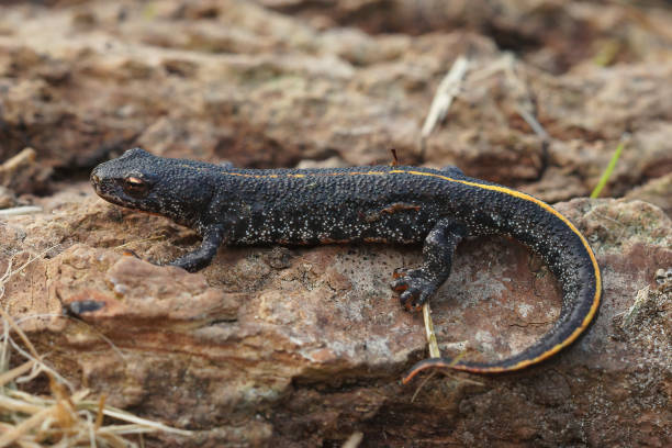 istock Full body closeup  a terrestrial Balkan crested newt, Triturus ivanbureschi 1459292127