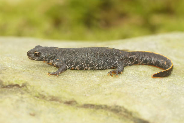 istock Full body closeup of a terrestrial Balkan crested newt, Triturus ivanbureschi 1459292132