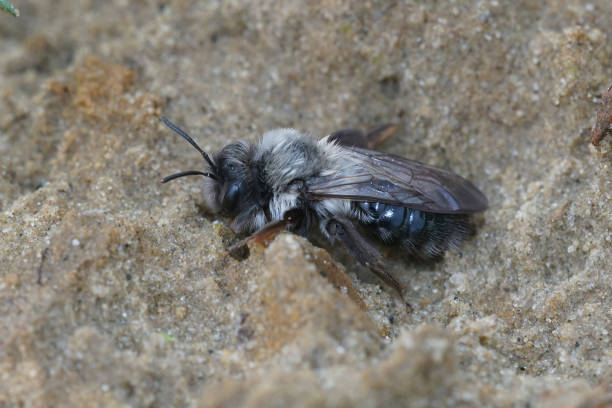 istock A female grey backed mining bee, Andrena vaga on sandy soil 1459292167