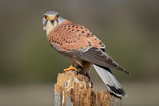 A closeup shot of a male kestrel perched on a wooden surface on a blurred background
