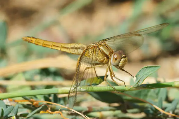 Photo of Closeup on a female of the red-veined or nomad  darter Sympetrum fonscolombii