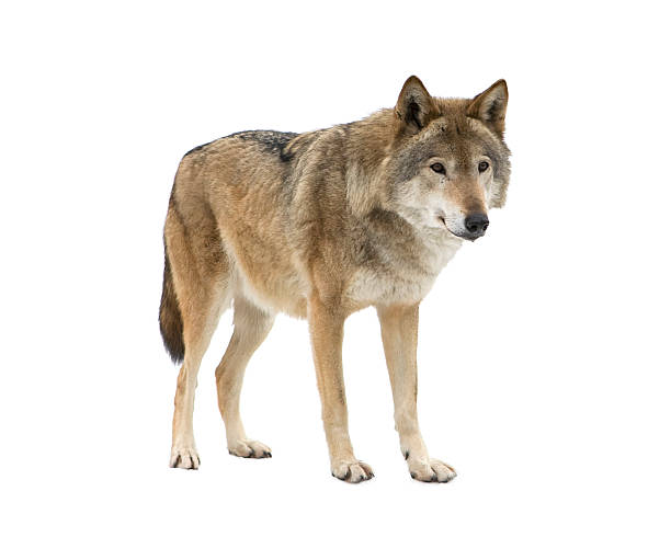 istock Young wolf staring at its pray. Isolated on white. 145929250