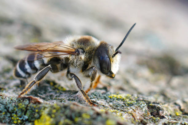 istock Closeup on a male white sectioned leafcutter bee, Megachile albisecta sitting on a piece of wood 1459292608