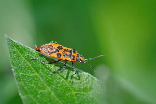 Closeup of a red and colorful shieldbug, the Cinnamon Bug, Corizus hyoscyami sitting on green vegetation